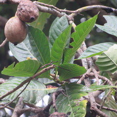 Genipa