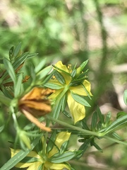 Hypericum galioides