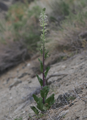 Thelypodium milleflorum