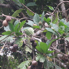 Genipa