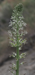 Thelypodium milleflorum