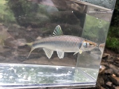Satinfin Shiner photo 3