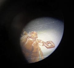 Haemaphysalis longicornis