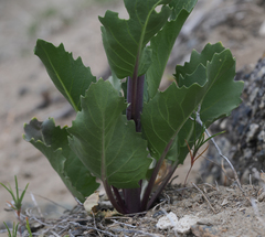 Thelypodium milleflorum