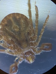 Haemaphysalis longicornis