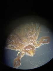 Haemaphysalis longicornis