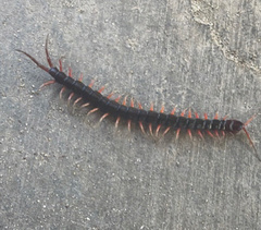 Scolopendra subspinipes