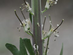 Thelypodium milleflorum