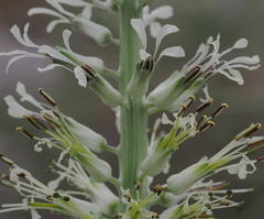 Thelypodium milleflorum