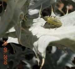 Lixus scolopax