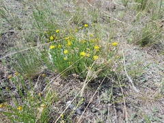 Haplophyllum dauricum