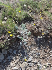 Potentilla sericea