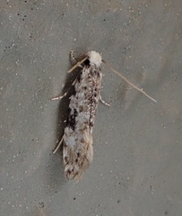 Nemapogon auropulvella
