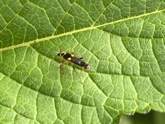 Trypherus frisoni