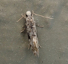 Nemapogon auropulvella