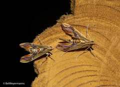 Agathodes designalis