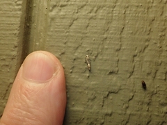 Nemapogon auropulvella