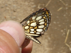 Heteropterus morpheus