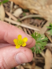 Ranunculus inundatus
