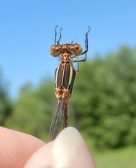 Lestes unguiculatus