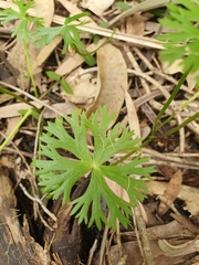 Ranunculus inundatus