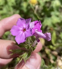 Phlox cuspidata
