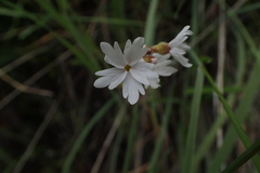 Lithophragma tenellum