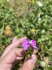 Phlox cuspidata