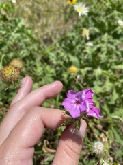Phlox cuspidata