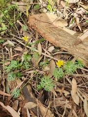Ranunculus inundatus