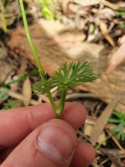 Ranunculus inundatus
