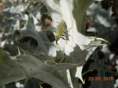 Lixus scolopax