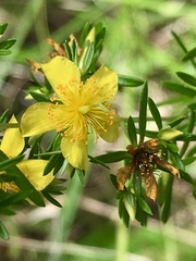 Hypericum galioides