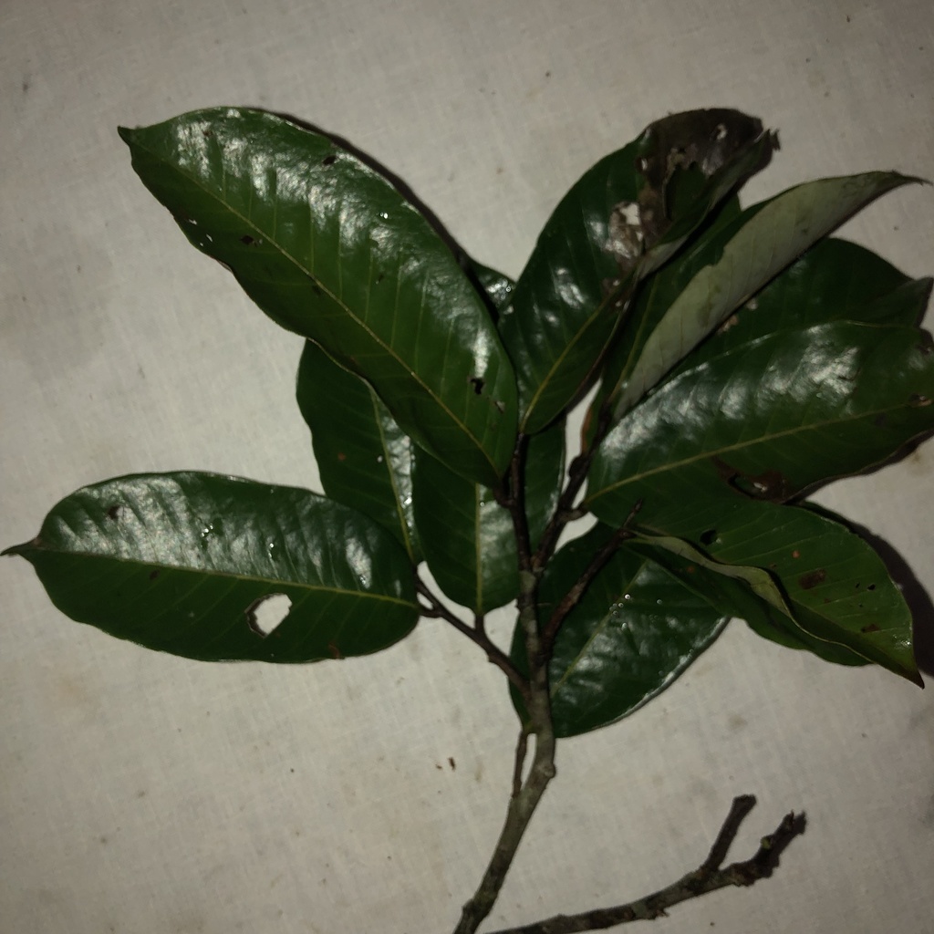 Couepia janzenii