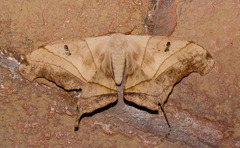 Dysdaemonia brasiliensis