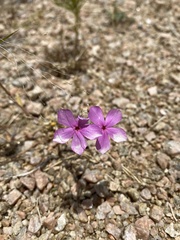 Phlox cuspidata
