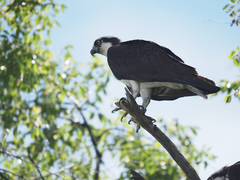 Pandion haliaetus