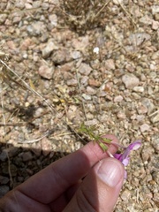 Phlox cuspidata