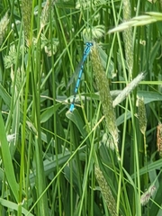 Coenagrion puella