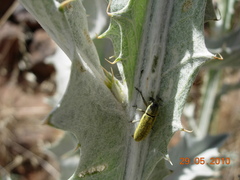 Lixus scolopax
