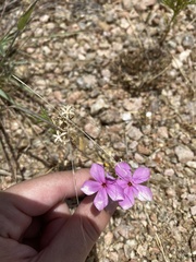 Phlox cuspidata
