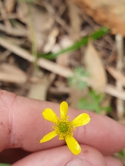 Ranunculus inundatus
