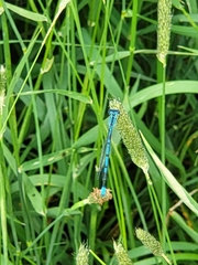 Coenagrion puella