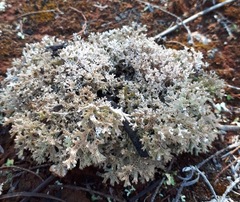 Pulchrocladia corallaizon