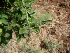 Aculus schlechtendali