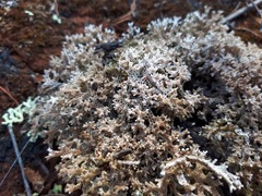 Pulchrocladia corallaizon