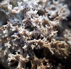 Pulchrocladia corallaizon