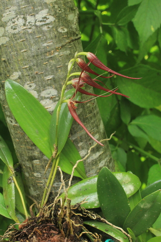 Pleurothallis glossopogon