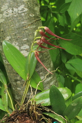 Pleurothallis glossopogon