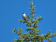 Perisoreus canadensis image